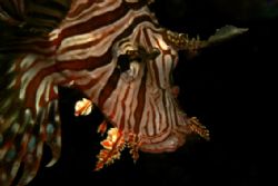 lionfish in Amed - Bali with canon eos 20D in Ikelite hou... by Michel De Ruyck 